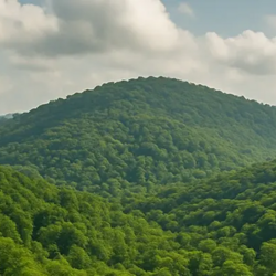 مساحت جنگل های استان کرمانشاه **527403**هکتار