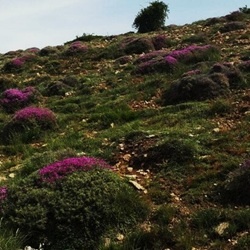 مساحت اراضی مرتعی استان کرمانشاه **1198000**هکتار