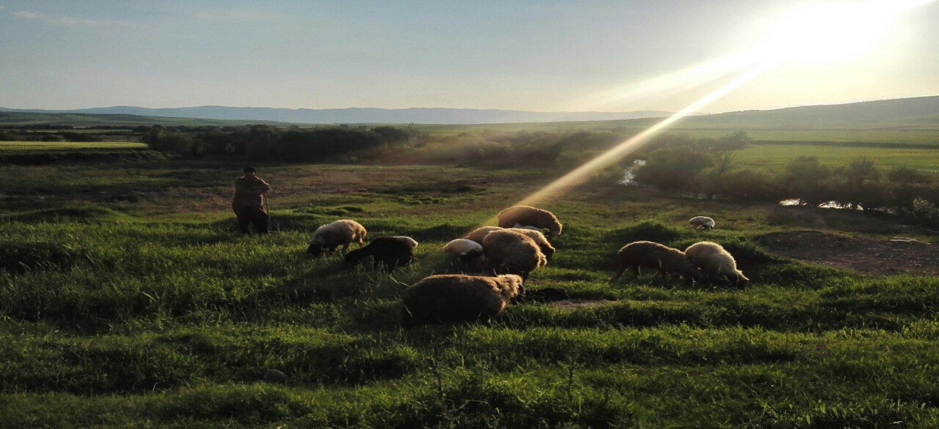 عکس‌های مرتع