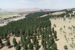 عکس‌های جنگل