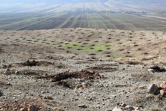 عکس‌های جنگل