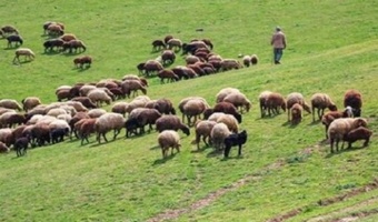 طرح مدیریت چرا برای جلوگیری از چرای زودرس در سنقر اجرا می‌شود