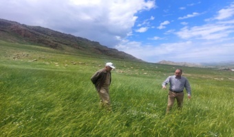 رشد قابل ملاحظه پوشش گیاهی در اجرای عملیات قرق شهرستان سرپل ذهاب