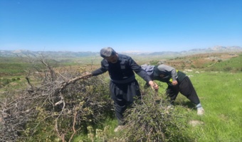 بازدید کنترل و پایش آفات جنگلی در شهرستان روانسر