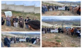 پویش ملی درختکاری در شهرستان جوانرود