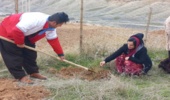 کاشت نهال در راستای پویش ملی درختکاری در شهرستان ثلاث باباجانی