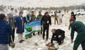 پویش کاشت درخت با حضور فرماندار سنقر و کلیایی