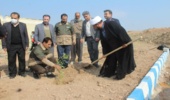  روز درختکاری در شهرستان قصرشیرین