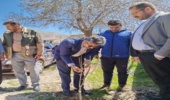 کاشت نهال توسط مسئولین شهرستان دالاهو در روز طبیعت