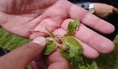 مطالعه و بررسی درختان اراضی جنگلی شهرستان جوانرود از لحاظ میزان آلودگی به آفات