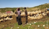 رسیدگی به اختلاف دامداران منطقه خاکه چرمی و ریسانی شهرستان دالاهو