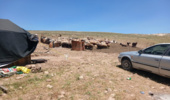 کوچ دامدار غیرمجاز در شهرستان اسلام آباد غرب