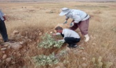 بازدید کارشناس اداره جنگل از طرح سایبان گذاری بادام کاری شهرستان قصرشیرین
