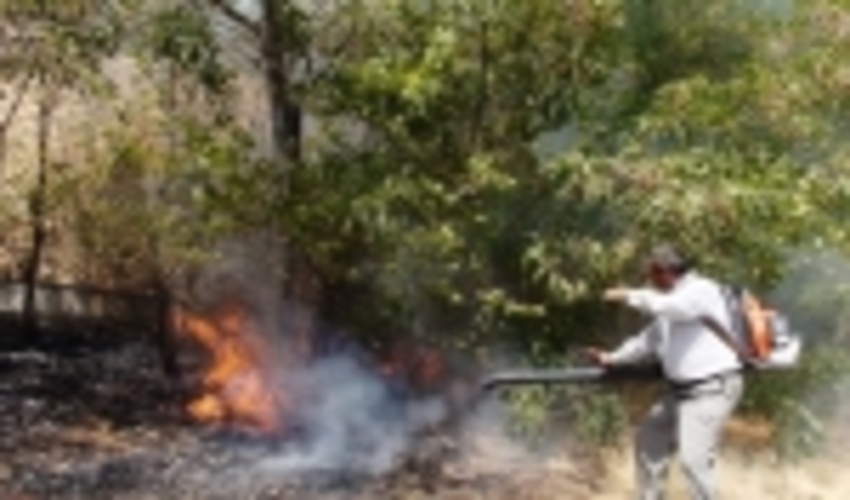 اقدامی شایسته از سوی فرمانداری شهرستان دالاهو در راستای صیانت از جنگل ها