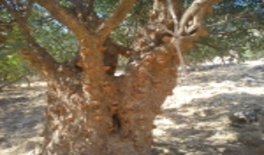             درختان بنه اورامانات در سالجاری بهره برداری می شوند