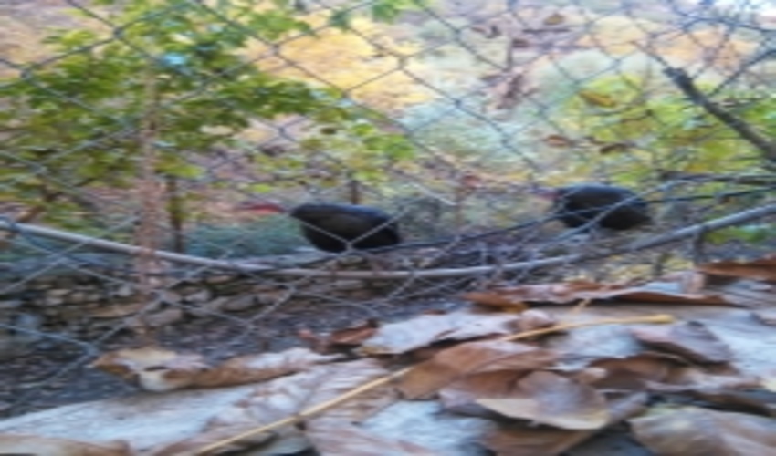 بازدید آموزشی ترویجی بهر ه برداران جوانرودی از طرحهای موفق مشارکتی بهره برداران پاوه ای 