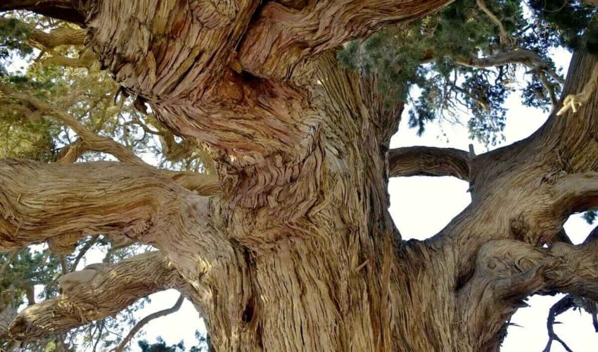 رویش بذور مرتعی دراراضی منابع طبیعی 