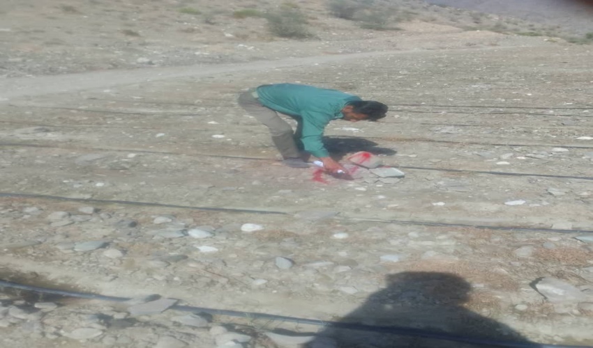 اینفوگرافیک ویزه جنگلداری و جنگلکاری