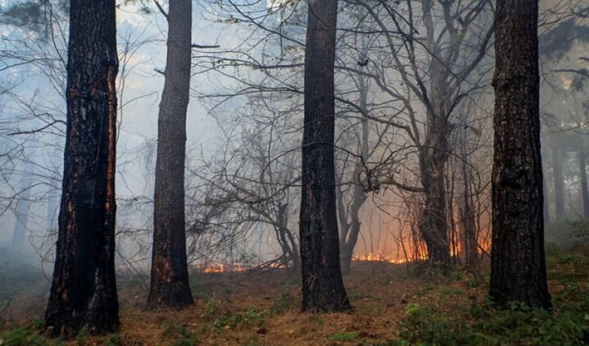 درخشش اداره منابع طبیعی وآبخیزداری استان کرمانشاه در بین ادارات منابع طبیعی کشور