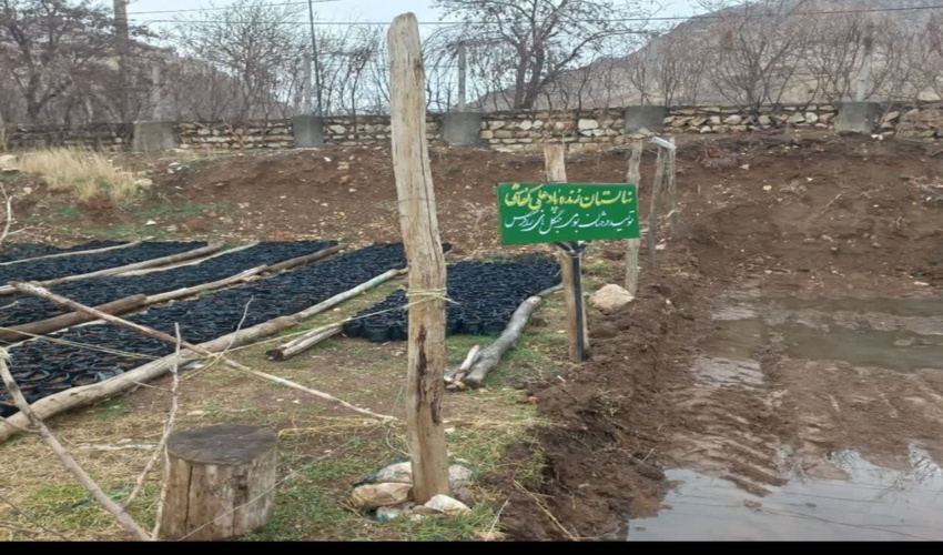 تولید نهال بلوط توسط همیاران طبیعت وانجمن سرو سبز  شهرستان دالاهو