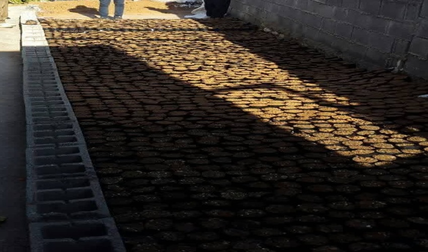 تولید سالانه دو میلیون اصله نهال در نهالستان‌های کرمانشاه