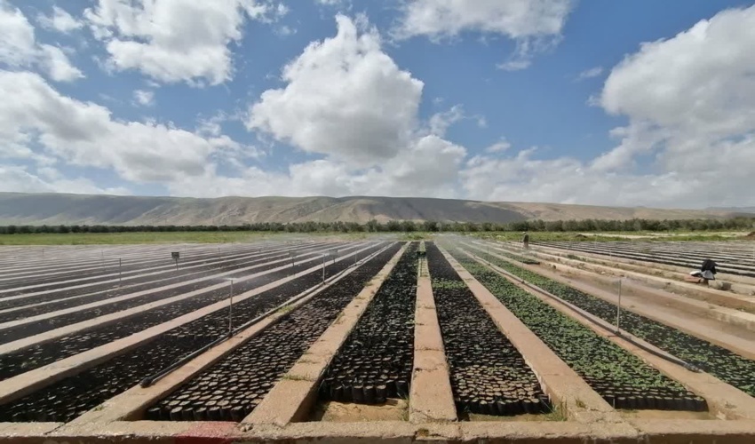 تولید ۵ میلیون اصله نهال در استان کرمانشاه