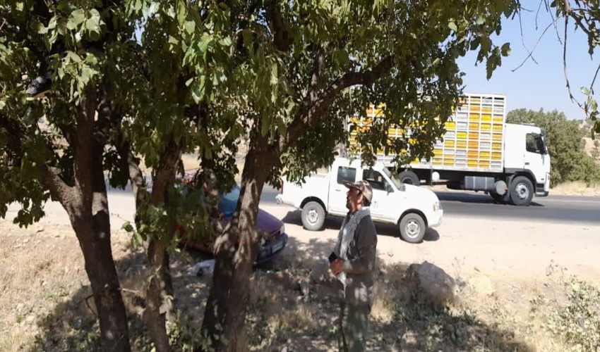 برداشت شوکه از درختان بلوط  جرم محسوب می‌شود