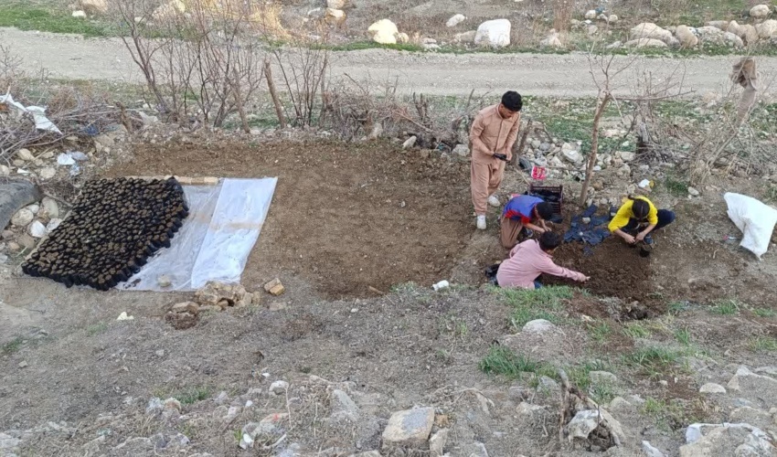 آغاز تولید نهال های بومی از نوع گونه های ارژن، بلوط، مازو و بادام کوهی در نهالستان خانگی در روستای چم زرشک