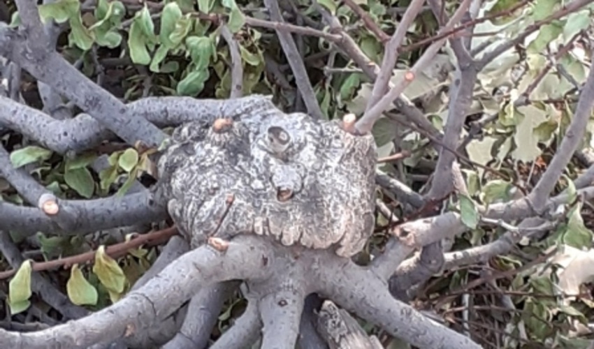 آفت لورانتوس دامن‌گیر جنگل‌های زاگرس  است