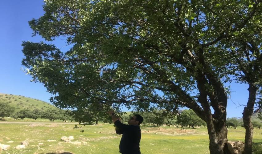 بازدید کارشناسان منابع طبیعی از عرصه های جنگلی در راستای پیشگیری از آفات