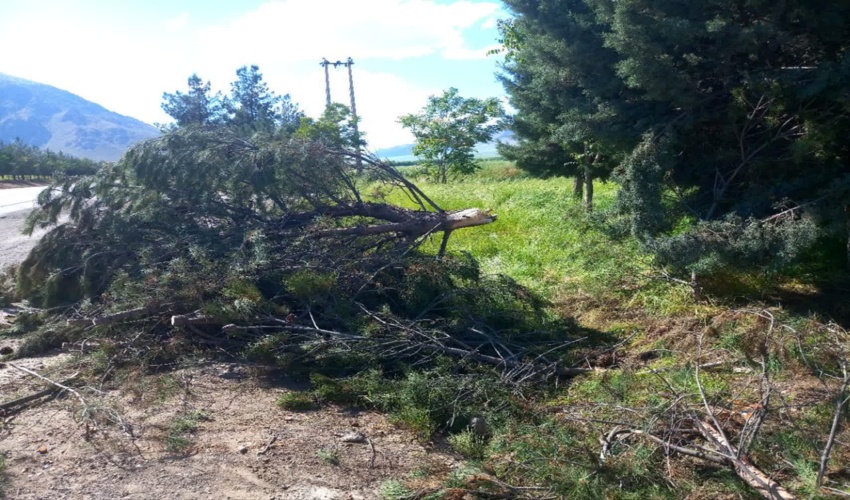 دستگیری عاملان قطع درختان بزرگراه کربلا 
