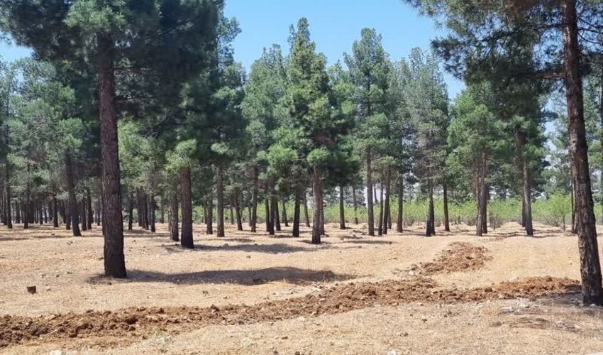 احداث آتش بر در پارک جنگلی بیستون