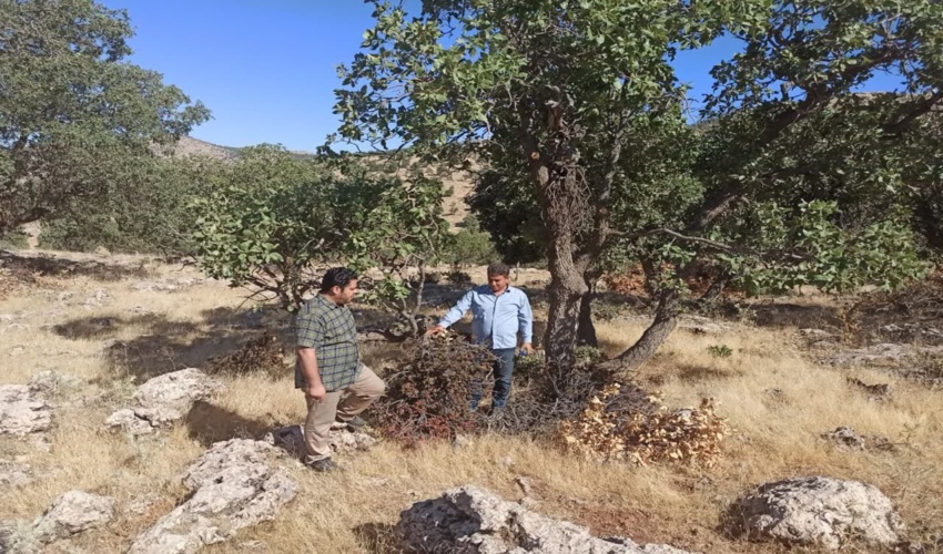  بازدید از عملیات قطع مکانیکی آفت نیمه انگلی لورانتوس