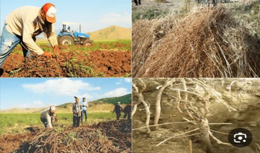 ممنوعیت برداشت گیاه «شیرین بیان» از منابع ملی اسلام آبادغرب