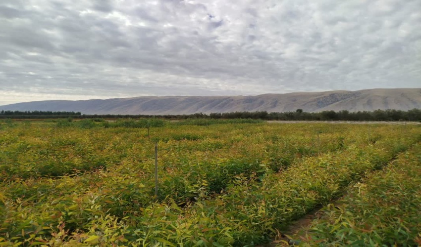 تولید بیش از هفتصد هزار اصله نهال گرمسیری در نهالستان انزل  