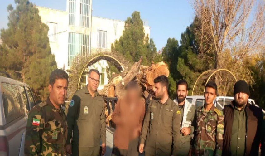 محموله چوب بید ممنوع القطع کشف و ضبط شد
