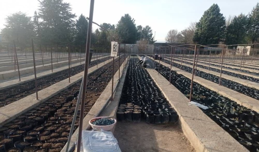 شروع گلدان گیری در نهالستان بدره ای شهرستان اسلام آباد غرب