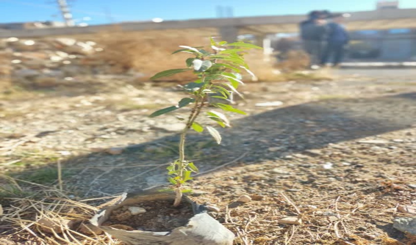 پویش درختکاری "در سایه مادر (شهرستان هرسین)