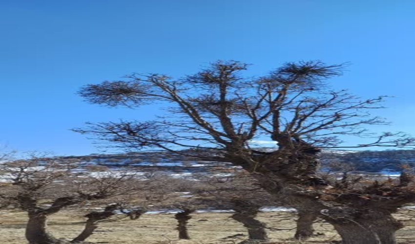 برگزاری پویش مبارزه با آفت لورانتوس( موخور