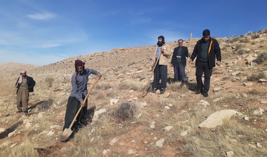 عملیات بیولوژیک در مراتع پلنگرد شهرستان اسلام آباد غرب