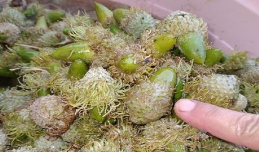 برداشت غیر مجاز شوکه از درختان بلوط، نگرانی مسئولان محیط زیست و منابع طبیعی