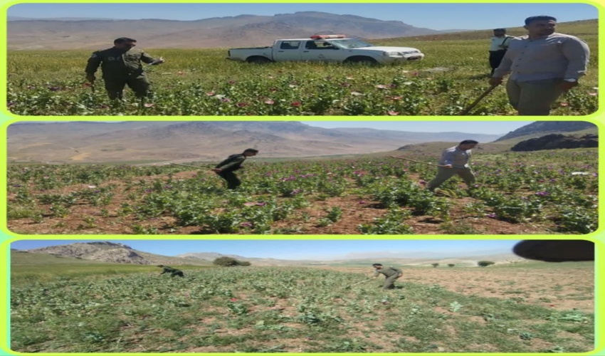 امحای گیاهان ممنوعه در عرصه های ملی بخش مرکزی شهرستان صحنه