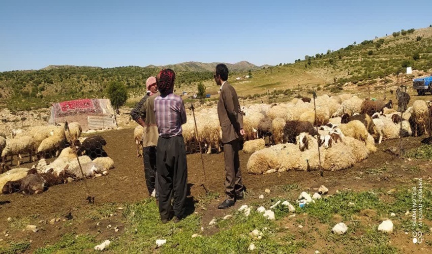 رسیدگی به اختلاف دامداران منطقه خاکه چرمی و ریسانی شهرستان دالاهو