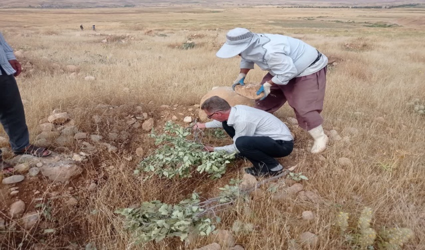 بازدید کارشناس اداره جنگل از طرح سایبان گذاری بادام کاری شهرستان قصرشیرین