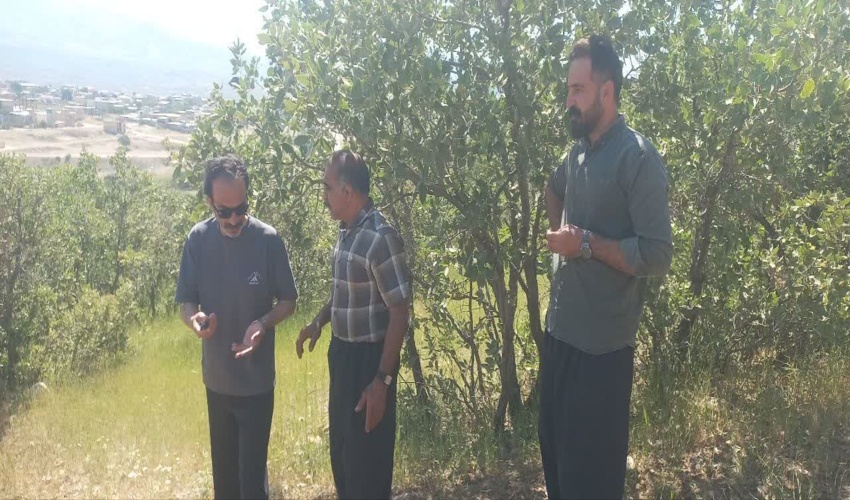 توقیف بیل مکانیکی متخلف در لحظه شروع تخریب اراضی ملی در شهرستان دالاهو