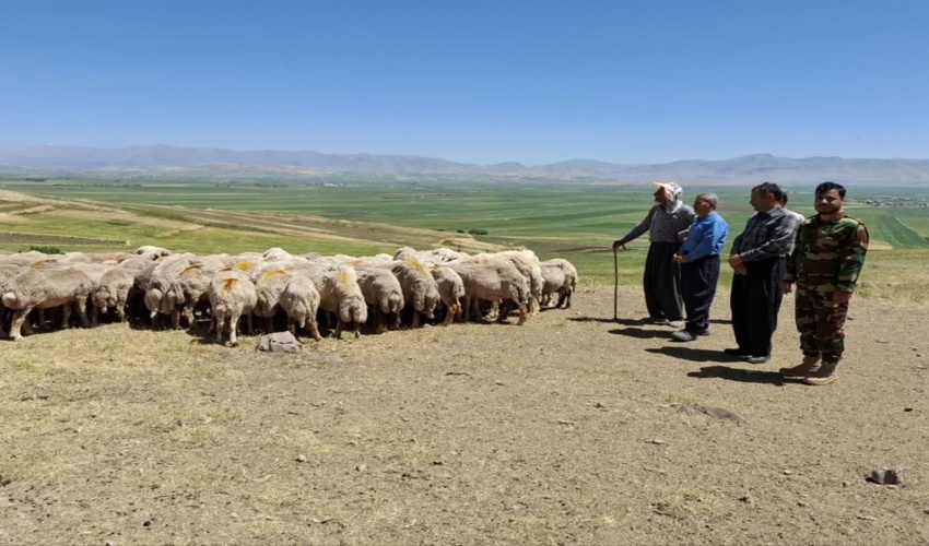 حضور اکیپ کنترل پروانه چرای دام در مراتع شهرستان روانسر